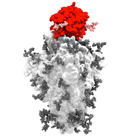 A molecular dynamics simulation of the SARS-CoV-2 spike glycoprotein (silver protein, grey glycans) in complex with the human ACE2 receptor (red protein, pink glycans). Zhao et al., Cell H&M. (2020) 28, 586-601.